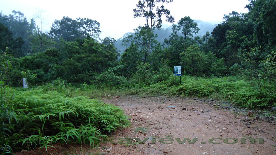Sinharaja Rainforest Photograph