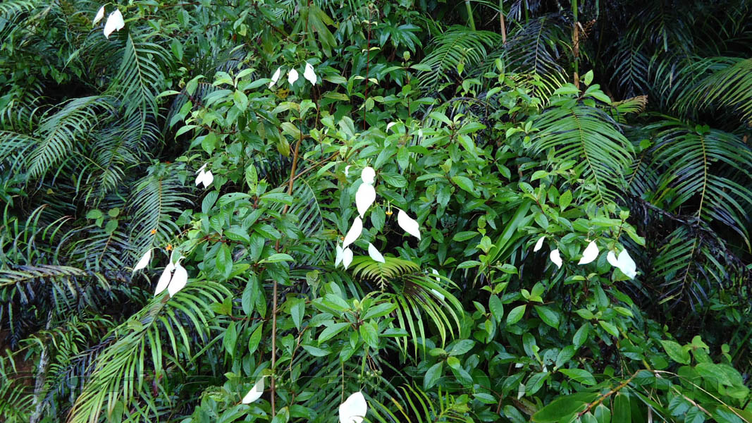 Sinharaja Rainforest Photograph