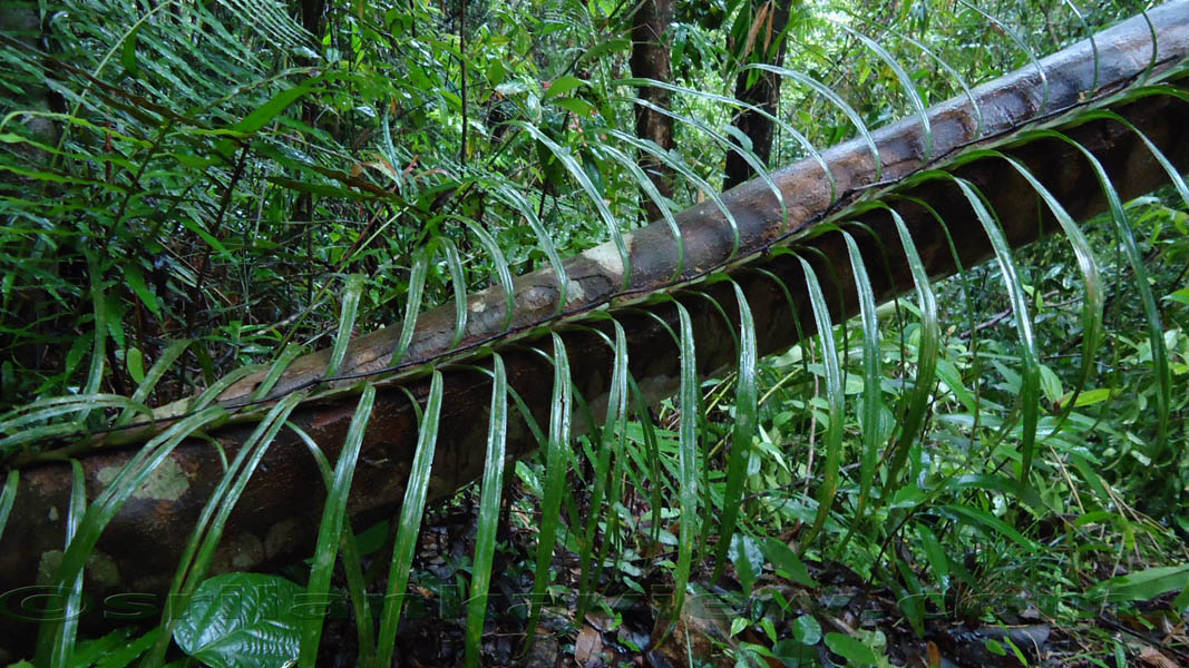 Sinharaja Rainforest Photograph of endemic plant