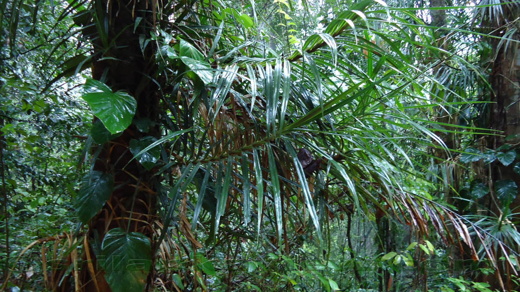 Sinharaja Rainforest Photograph