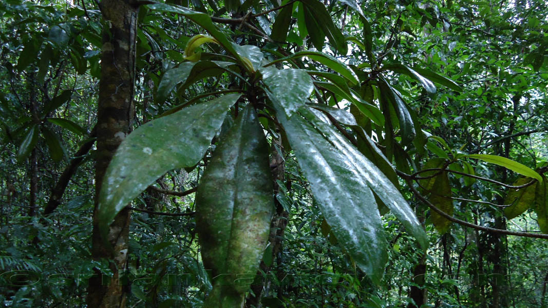 Sinharaja Rainforest Photograph