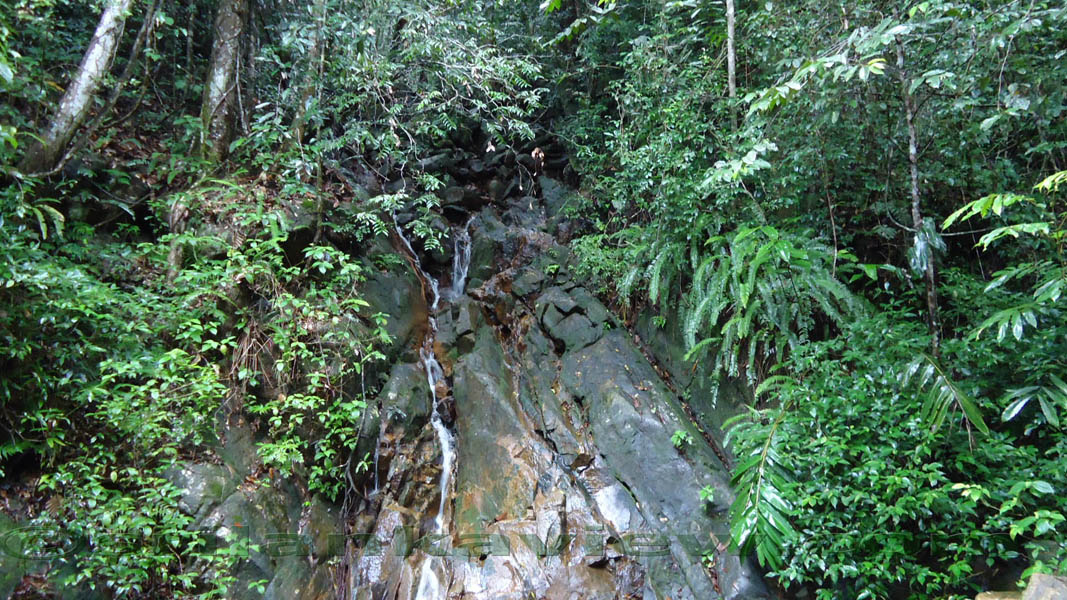 Sinharaja Rainforest Photograph