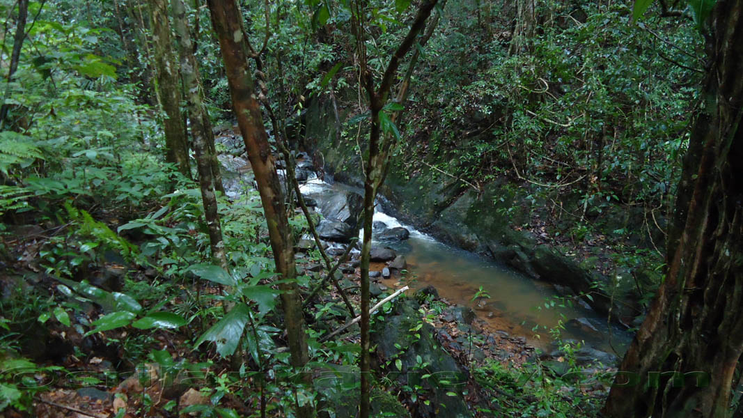Sinharaja Rainforest Photograph