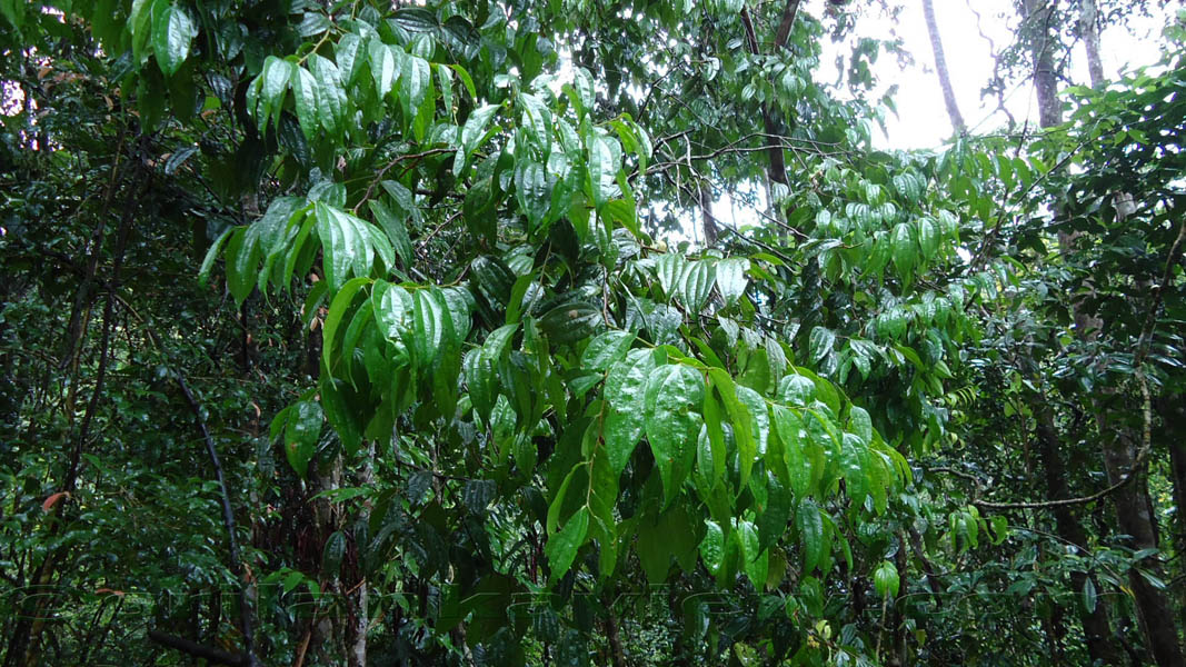 Sinharaja Rainforest Photograph