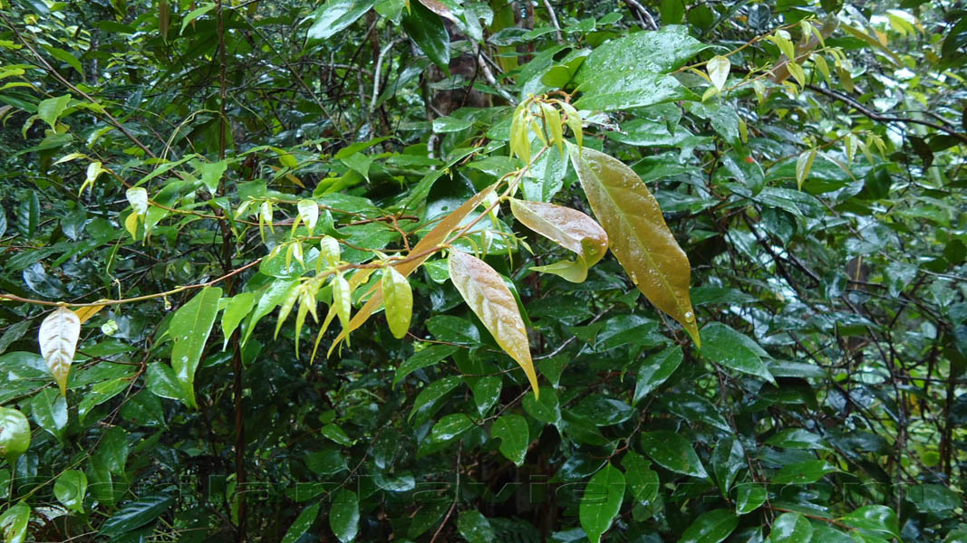 Sinharaja Rainforest Photograph