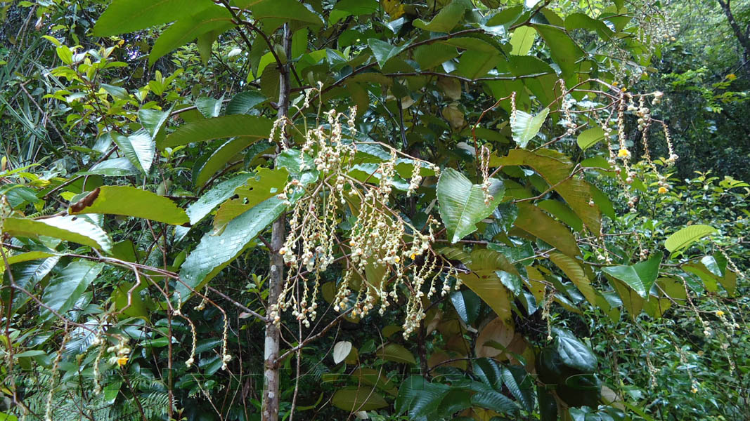 Sinharaja Rainforest Photograph