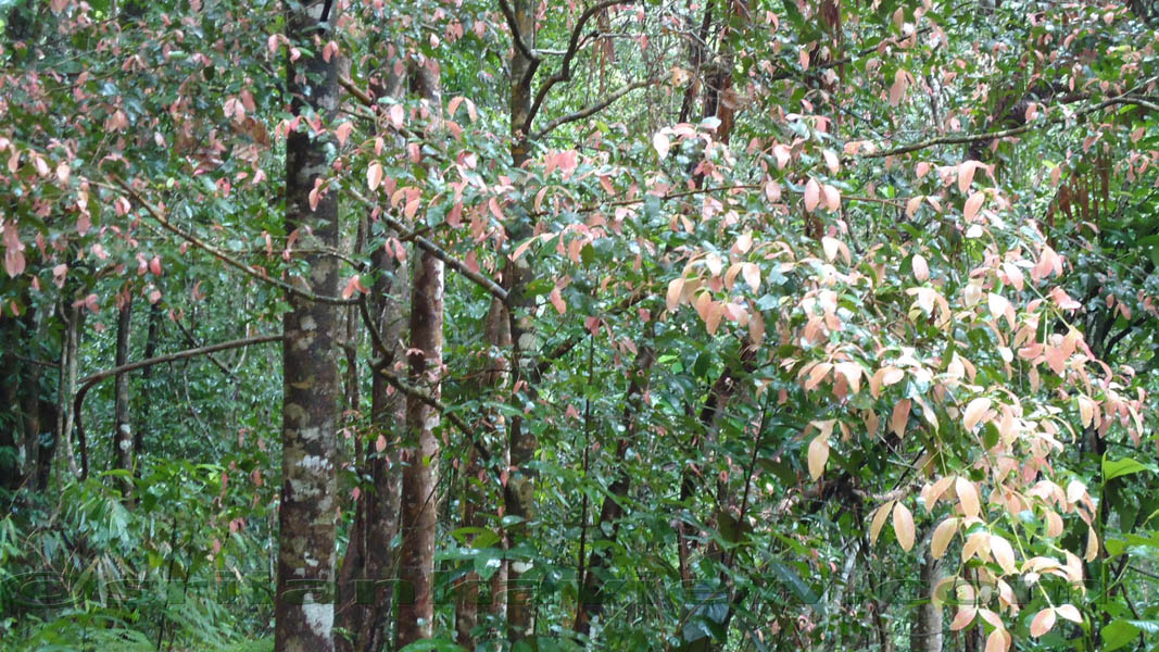 Sinharaja Rainforest Photograph