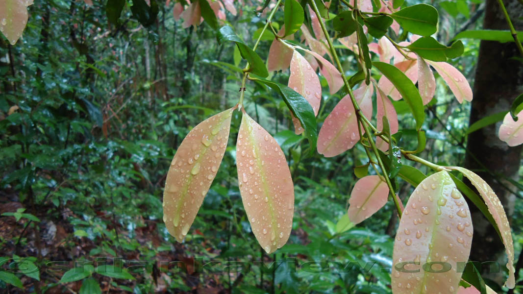Sinharaja Rainforest Photograph