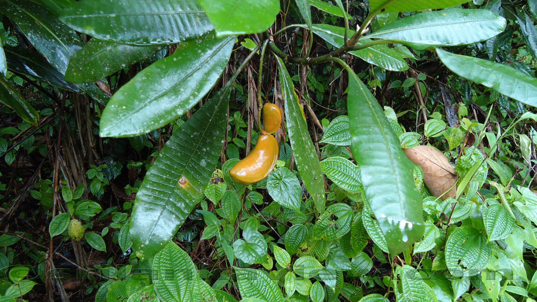Sinharaja Rainforest Photograph