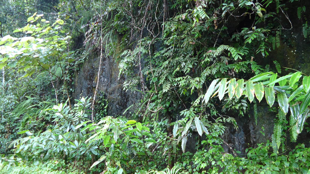 Sinharaja Rainforest Photograph