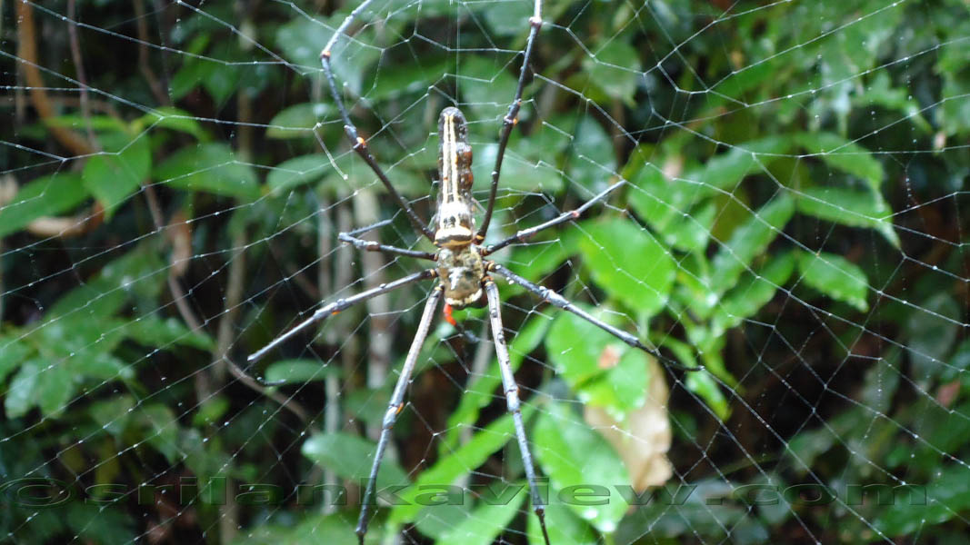 Sinharaja Rainforest Photograph