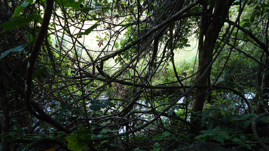Sinharaja Rainforest Photograph