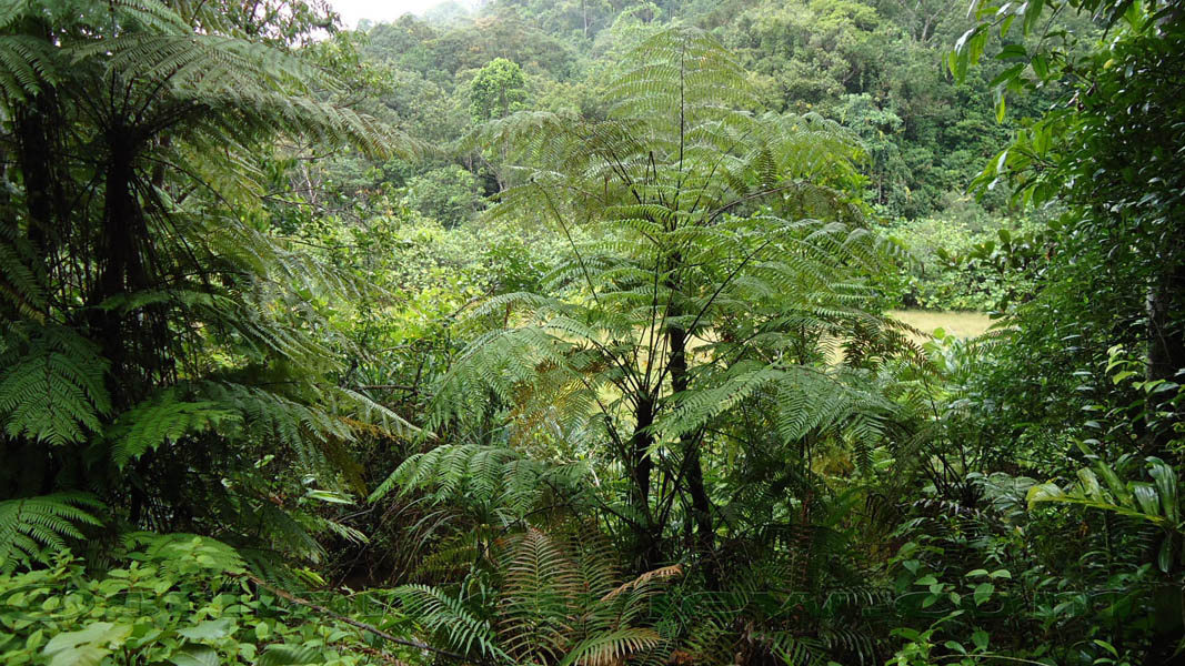 Sinharaja Rainforest Photograph