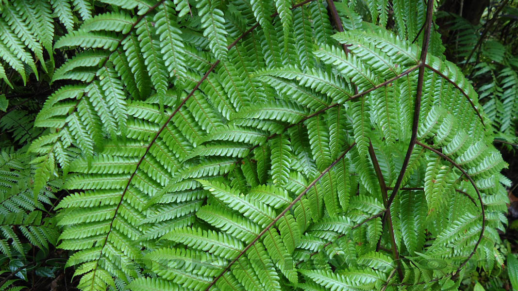 Sinharaja Rainforest Photograph