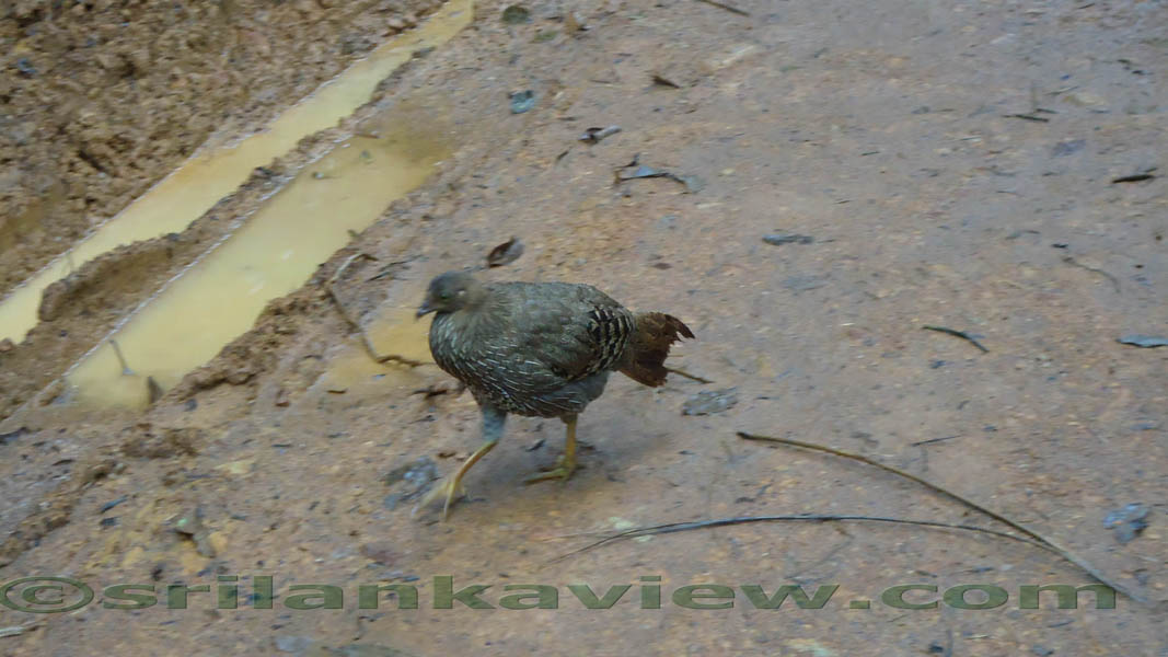 Sinharaja Rainforest Photograph