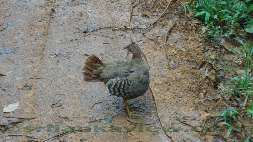Sinharaja Rainforest Photograph