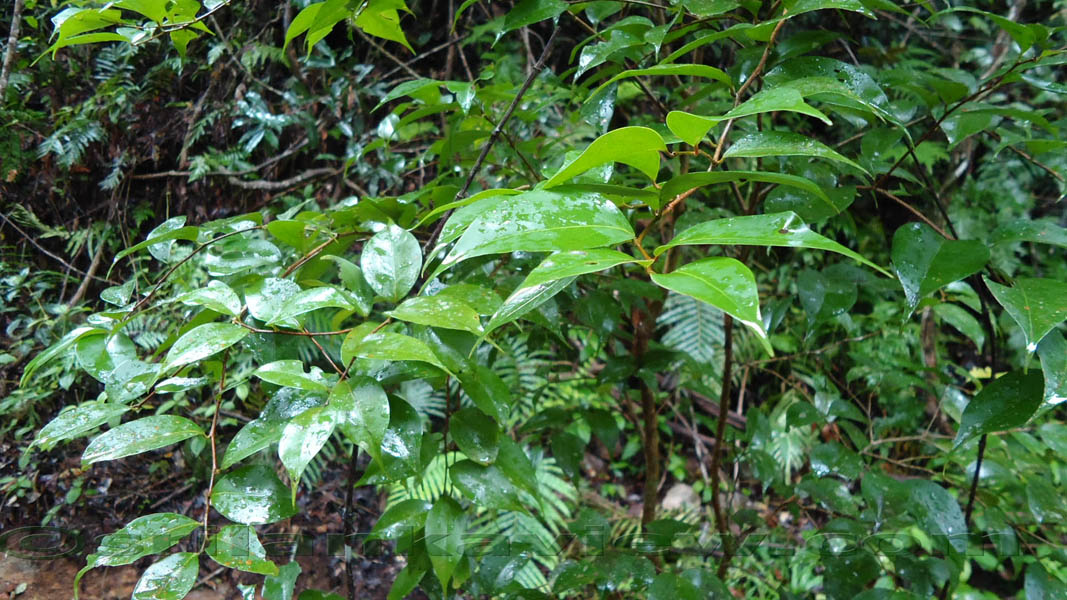 Species of plants found in Sinharaja are displayed in these photos.Sinharaja Rain Forest