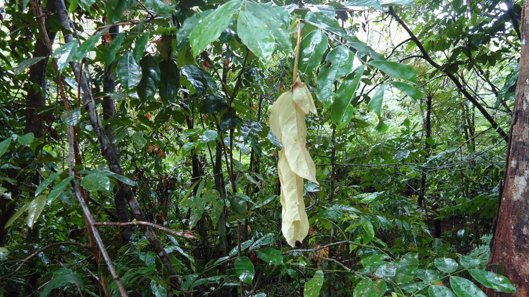 Species of plants found in Sinharaja are displayed in these photos.Sinharaja Rain Forest
