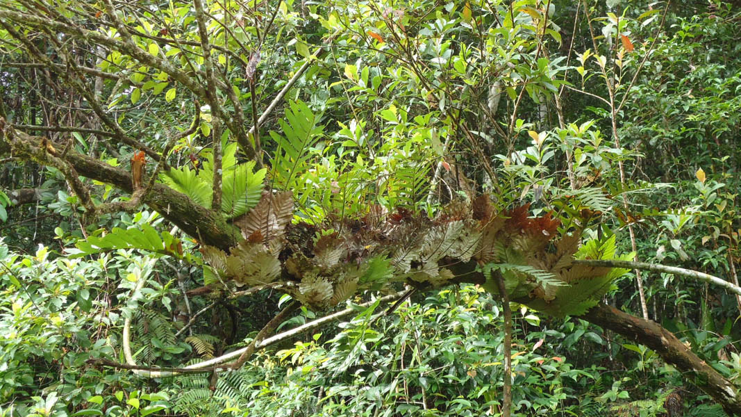 Species of plants found in Sinharaja are displayed in these photos.Sinharaja Rain Forest