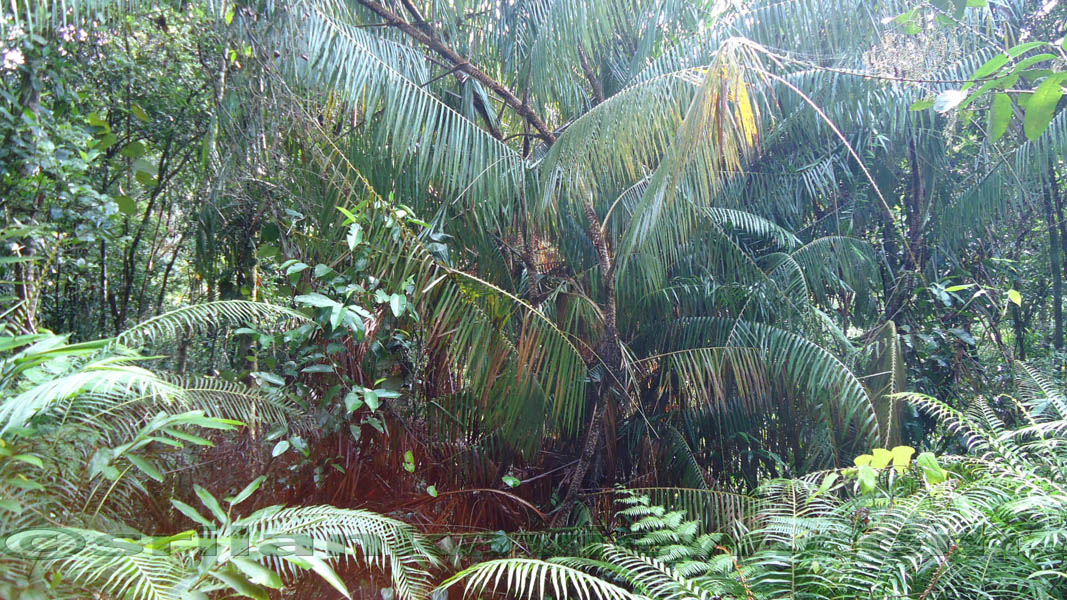 Species of plants found in Sinharaja are displayed in these photos.Sinharaja Rain Forest