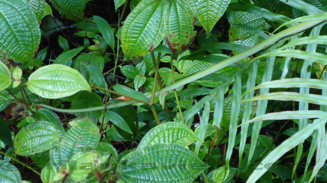 Species of plants found in Sinharaja are displayed in these photos.Sinharaja Rain Forest