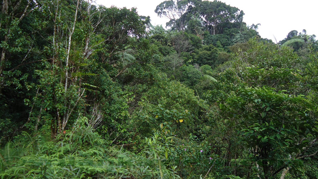 Sinharaja Rain Forest