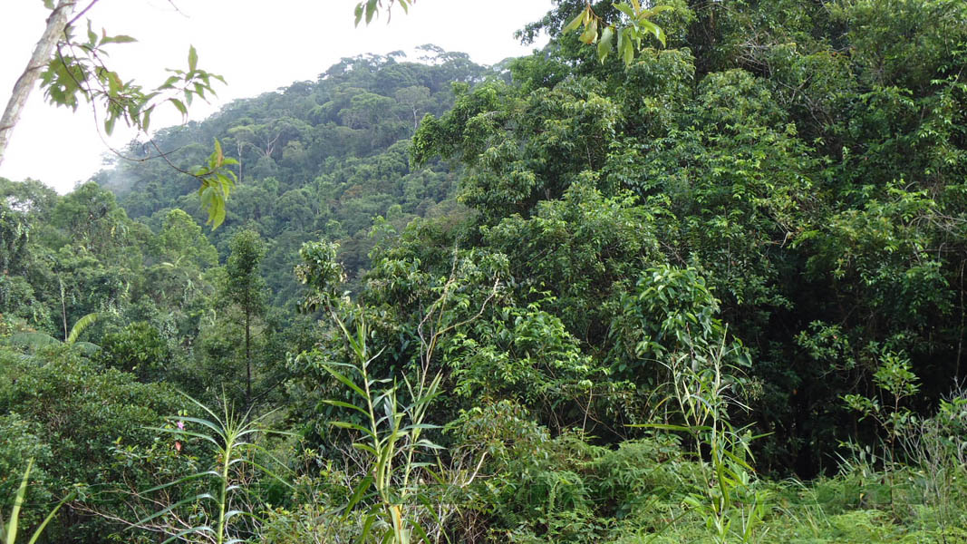 Approaching the inner forest area after trekking few kilometers along the gravel path.Sinharaja Rain Forest