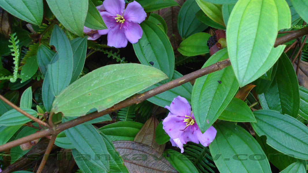 Species of plants found in Sinharaja are displayed in these photos.Sinharaja Rain Forest