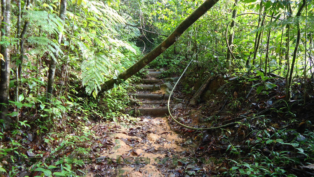 The trekking path starts here to the View Point of Mulawella which is a climb in to the Mulawella peak.Sinharaja Rain Forest