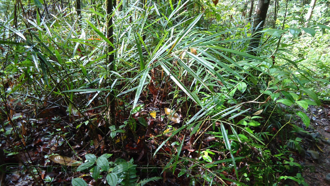 Species of plants found in Sinharaja are displayed in these photos.Sinharaja Rain Forest