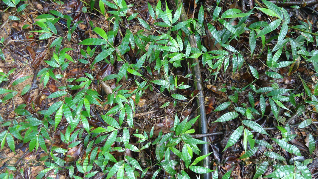Species of plants found in Sinharaja are displayed in these photos.Sinharaja Rain Forest
