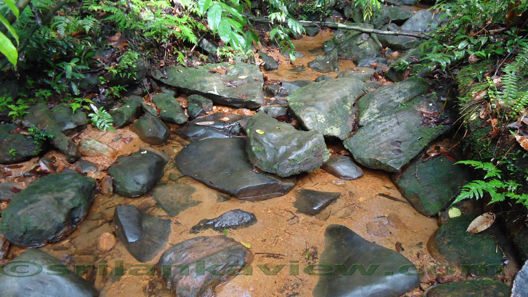 Halmandiya Dola or the Stream , which is at a height of 495 Mts. on the way to Mulawella peak. Sinharaja Rain Forest