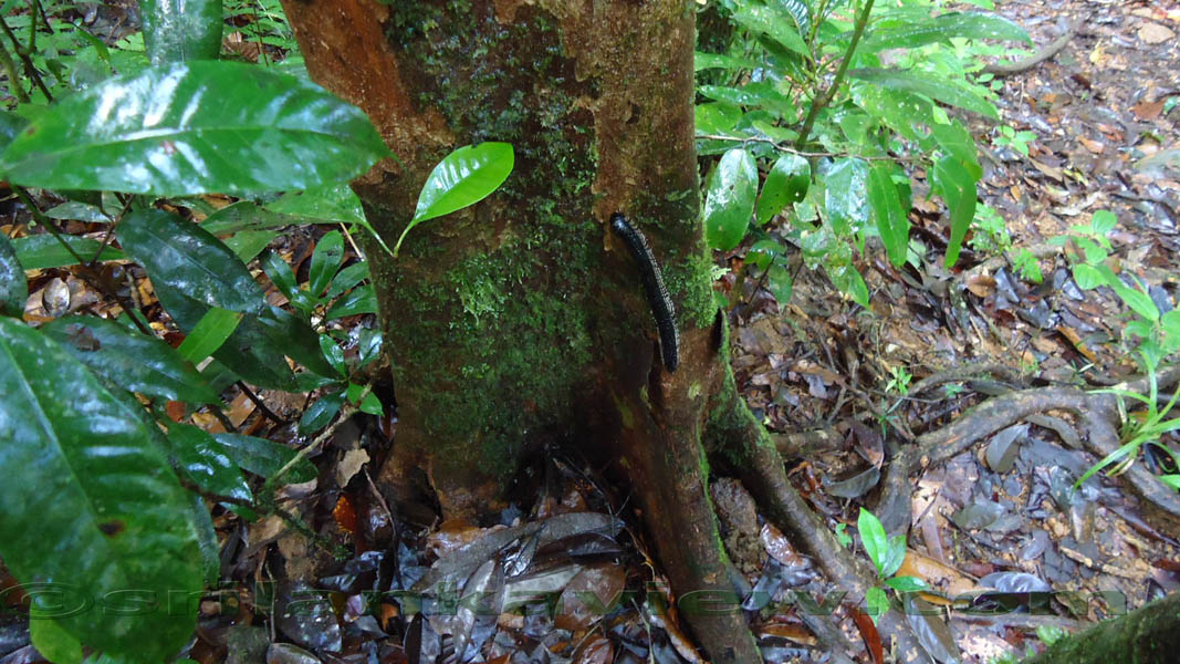 On the way to Mulawella peak, came across him.Sinharaja Rain Forest