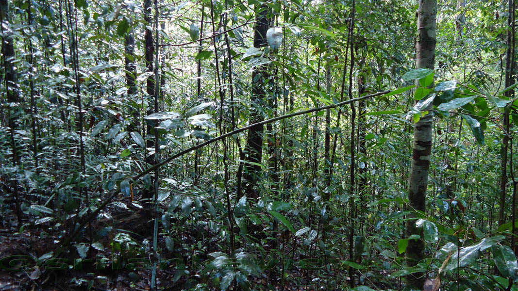 Species of plants found in Sinharaja are displayed in these photos.Sinharaja Rain Forest