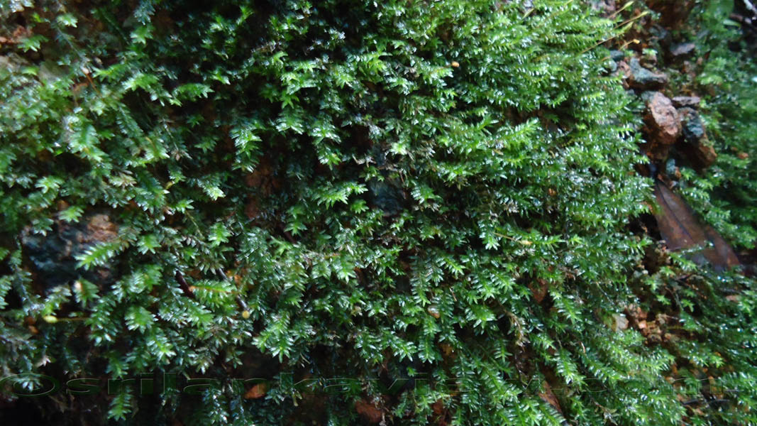 Species of plants found in Sinharaja are displayed in these photos.Sinharaja Rain Forest