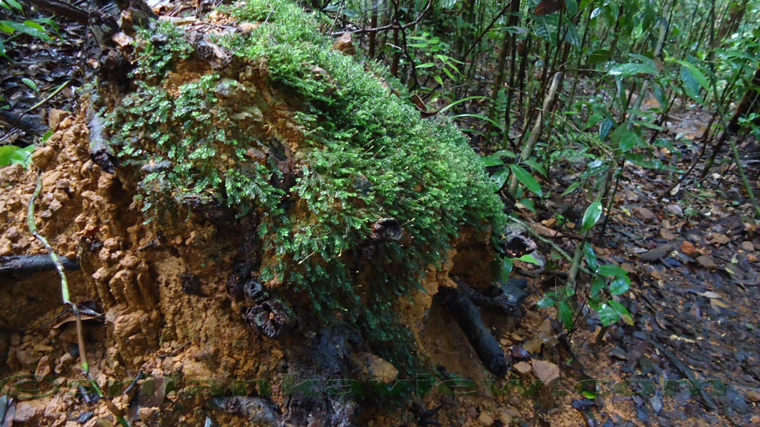 Species of plants found in Sinharaja are displayed in these photos.Sinharaja Rain Forest
