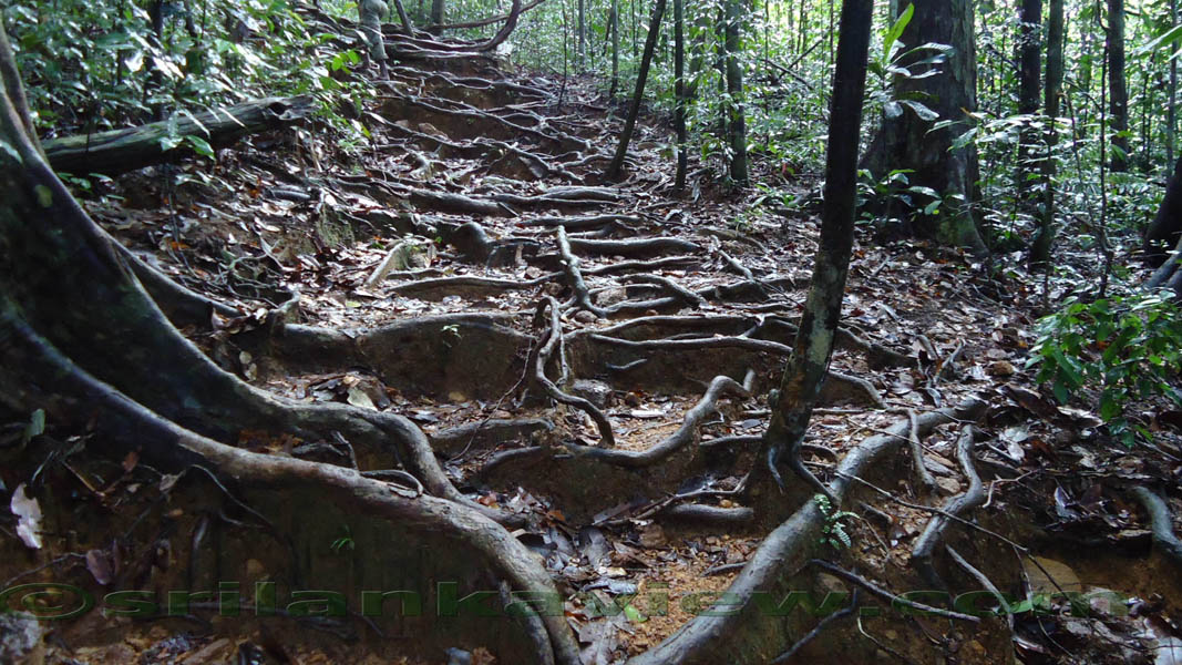Path leading into the Mulawella peak.