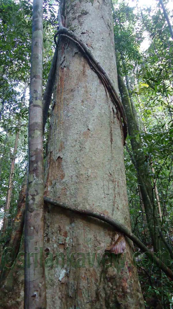 Sinharaja Rain Forest