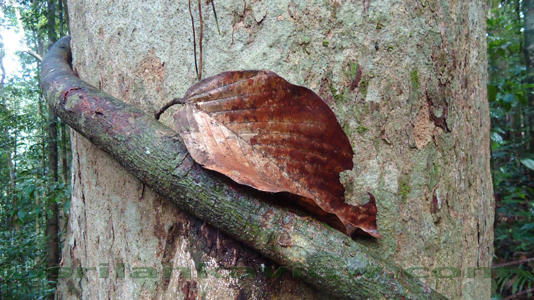 Sinharaja Rain Forest