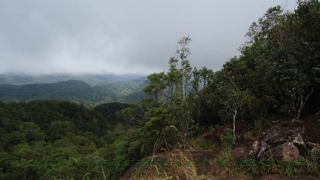 Sinharaja Rain Forest
