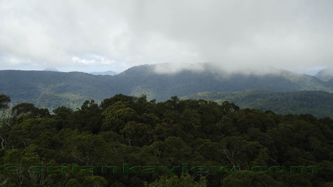 Sinharaja Rain Forest