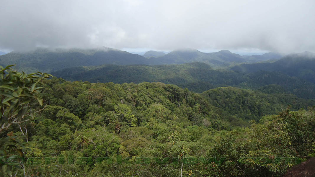 Sinharaja Rain Forest