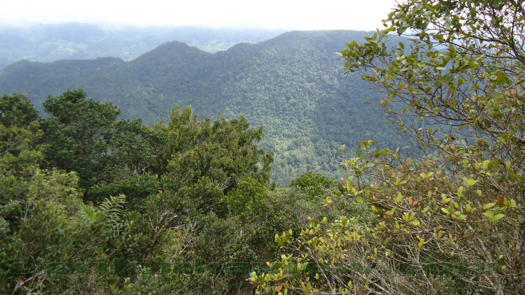 Sinharaja Rain Forest