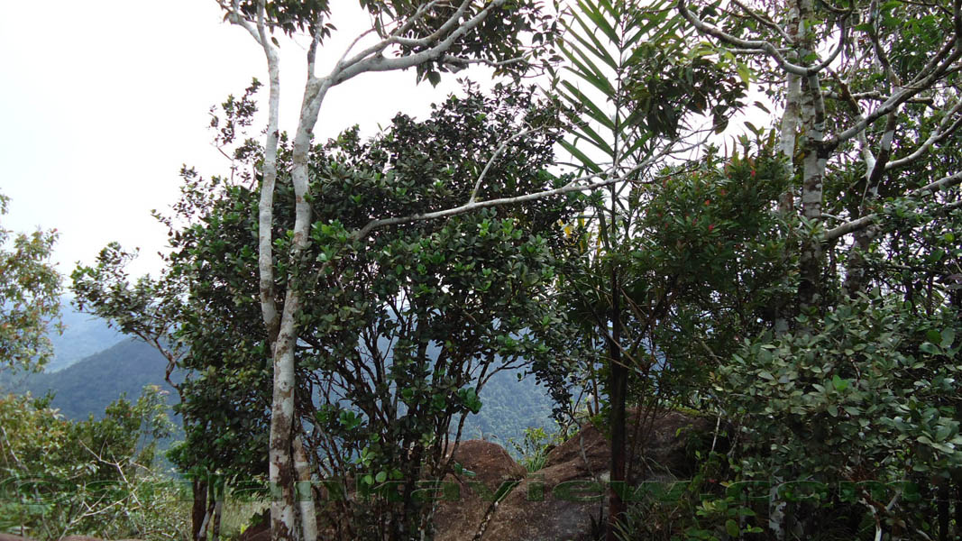 Sinharaja Rain Forest