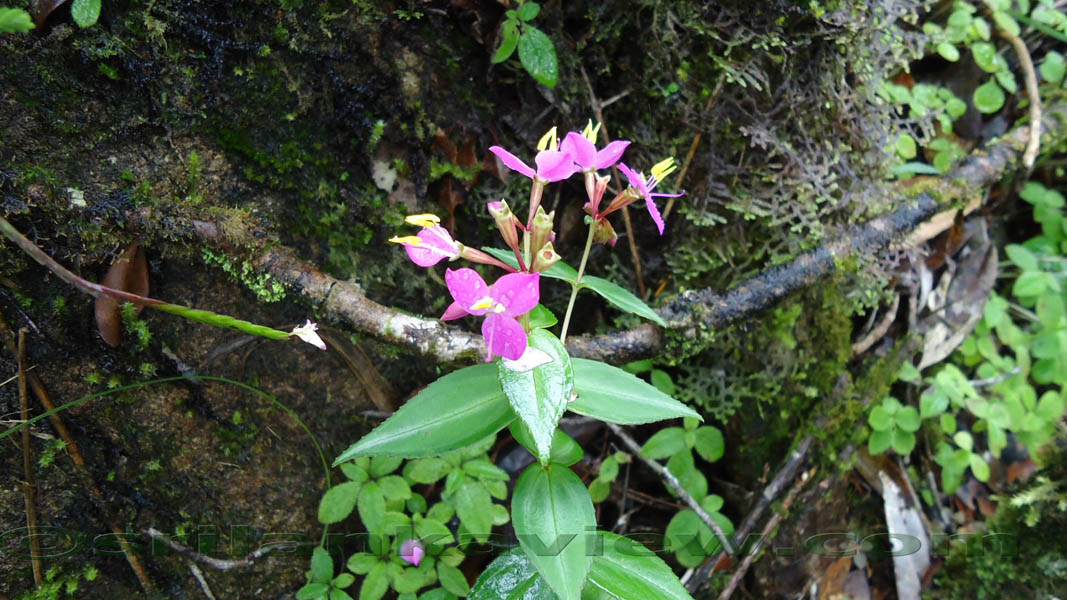 Sinharaja Rain Forest