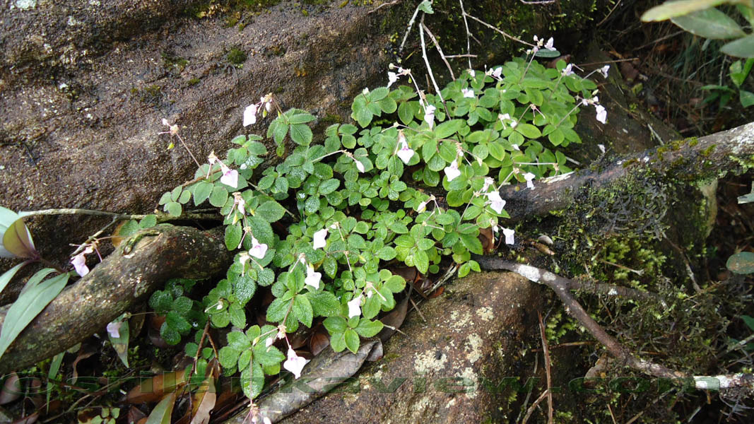Sinharaja Rain Forest