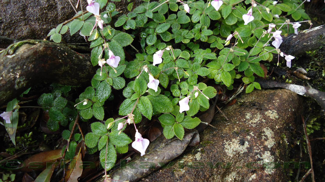 Sinharaja Rain Forest