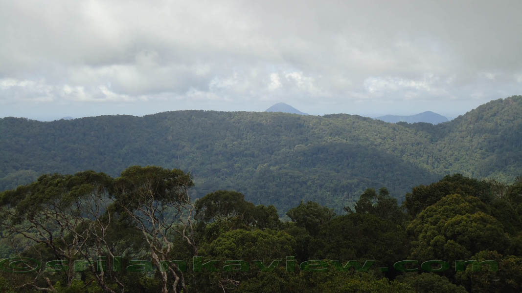 Sinharaja Rain Forest