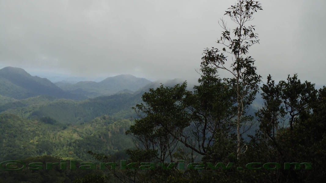 Sinharaja Rain Forest