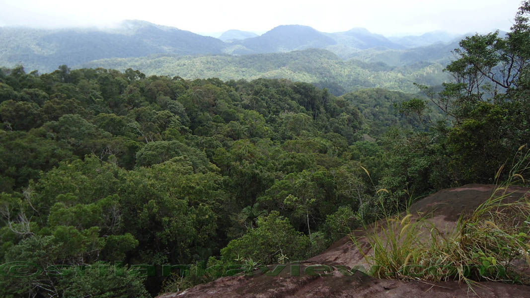 Sinharaja Rain Forest